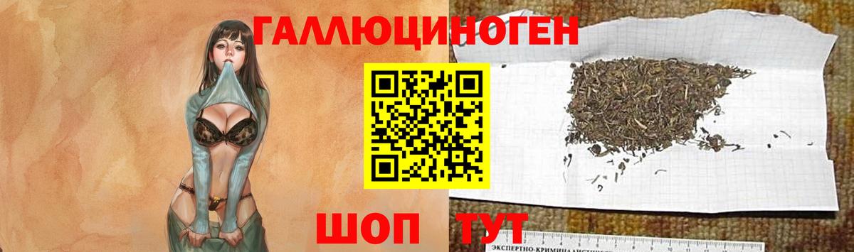 Галлюциногенные грибы Psilocybe Усинск